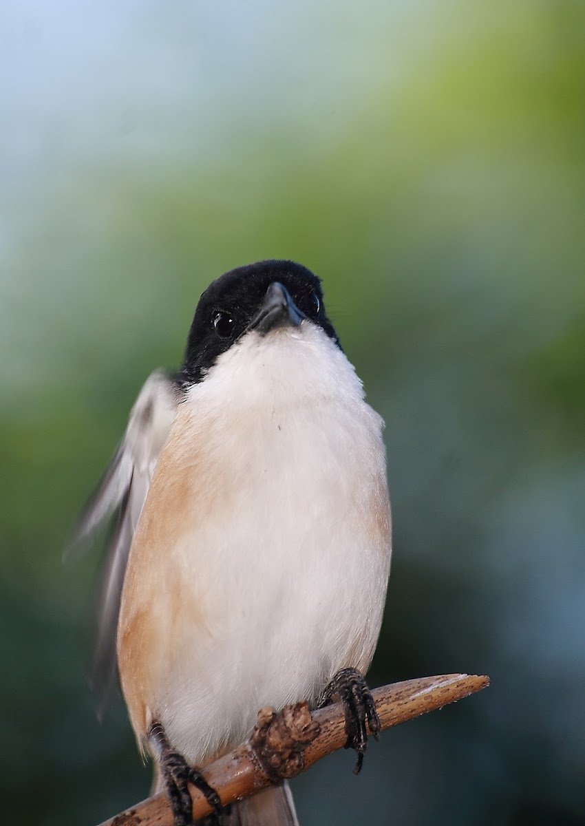 Long - tailed shrike