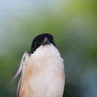 Long - tailed shrike