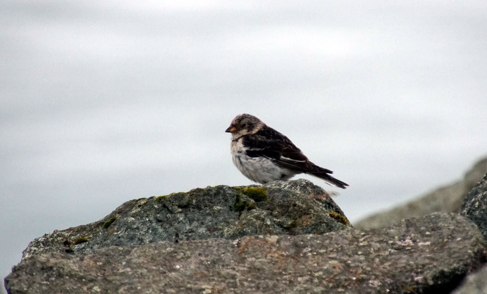 Исландия - родина слонов (архипелаг Vestmannaeyjar, юг, север, запад и Центр Пустоты)