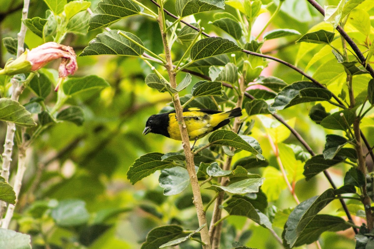 Yellow-bellied siskin