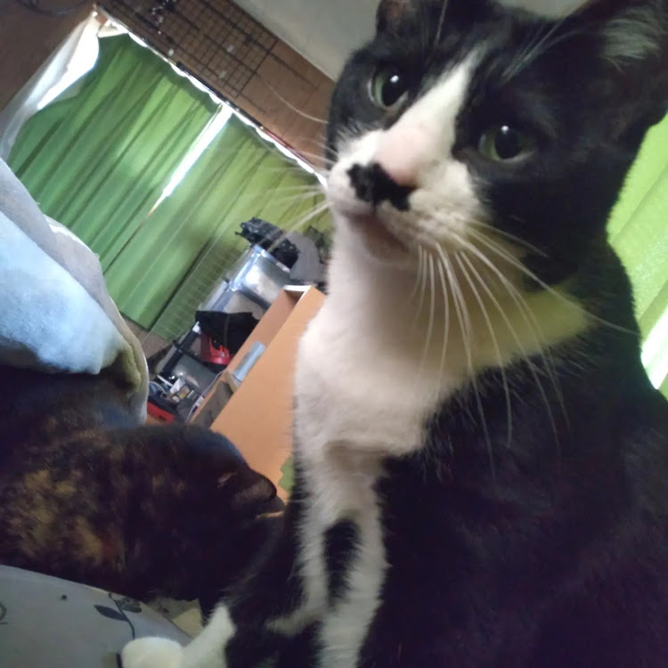 ロックさんが投稿した来週には車帰ってこないかな…・たまには猫どもをに関するカスタム事例の投稿画像1枚目
