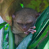 Philippine Tarsier