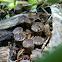 Splash Cups or Bird's-nest fungi or