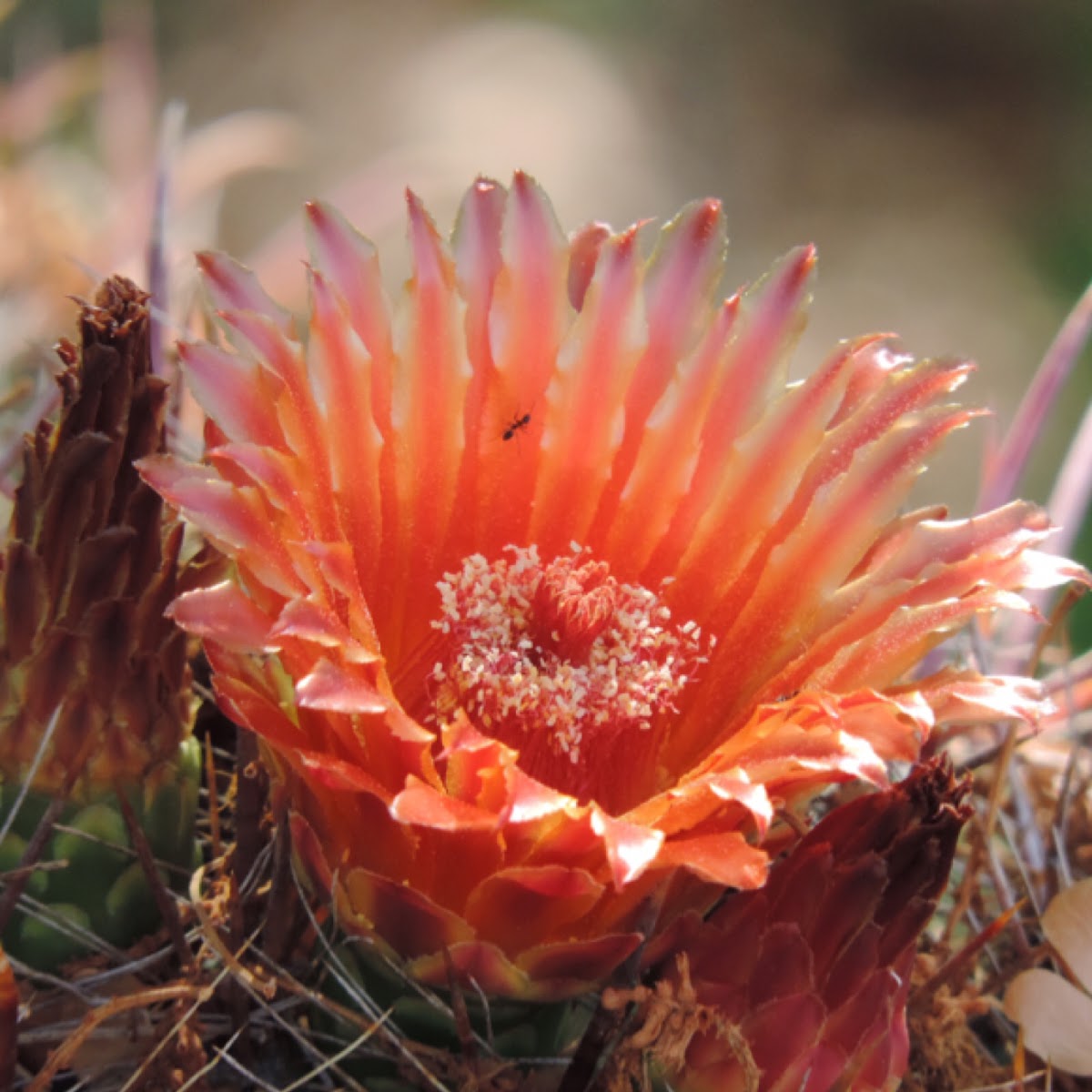 Fishhook Barrel Cactus