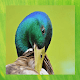 Download Mallard Duck Pictures For PC Windows and Mac 1.3