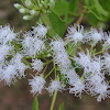 Flowering shrub