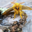 IO Moth