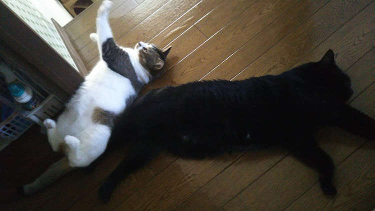 アクセラの起きがけ男Bra・two-k魂・【CT愛猫部】・大丈夫？地球🌎・此の季節のゴルフに関するカスタム事例の投稿画像2枚目
