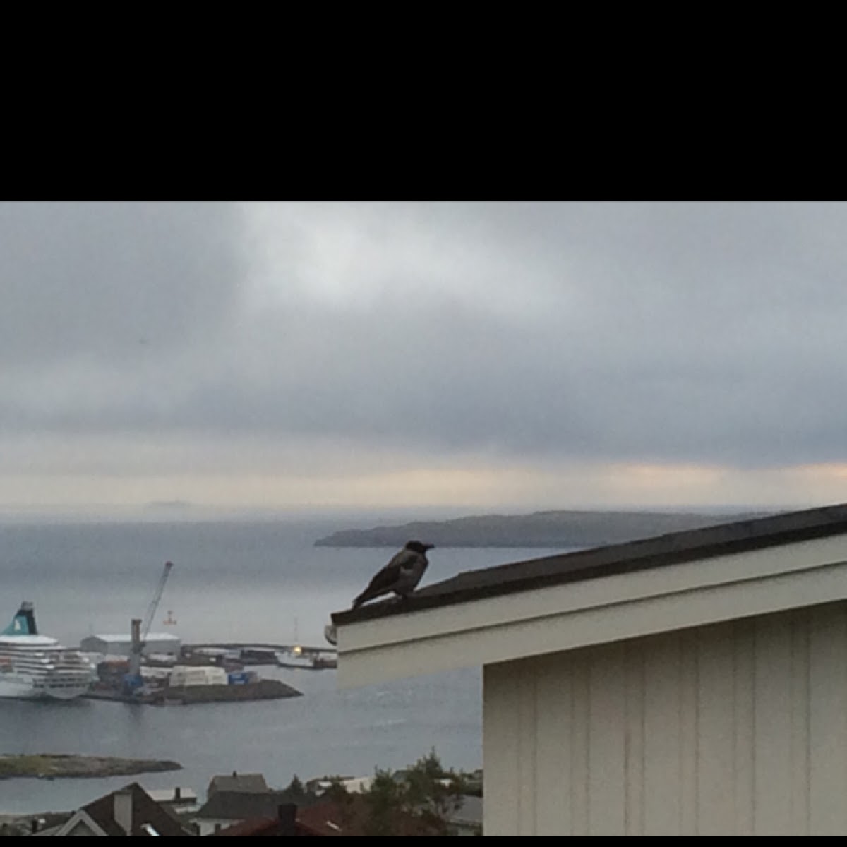 Hooded Crow