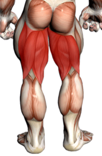 A close-up of a person's legs

Description automatically generated with low confidence