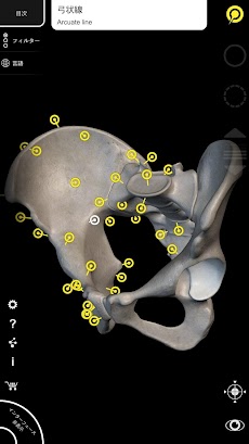 筋肉系 - 解剖学3Dアトラス - 人体の骨格と筋肉のおすすめ画像4