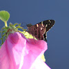 Dorantes Longtail Skipper Butterfly