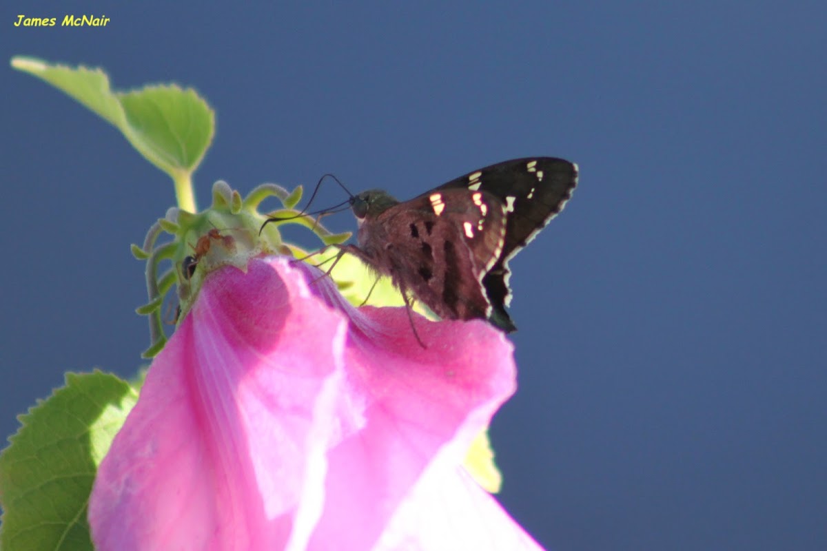 Dorantes Longtail Skipper Butterfly