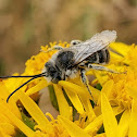 Long-horned bee