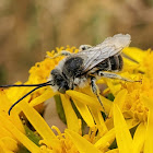 Long-horned bee