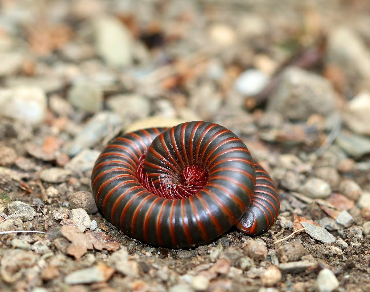 American Giant Millipedes