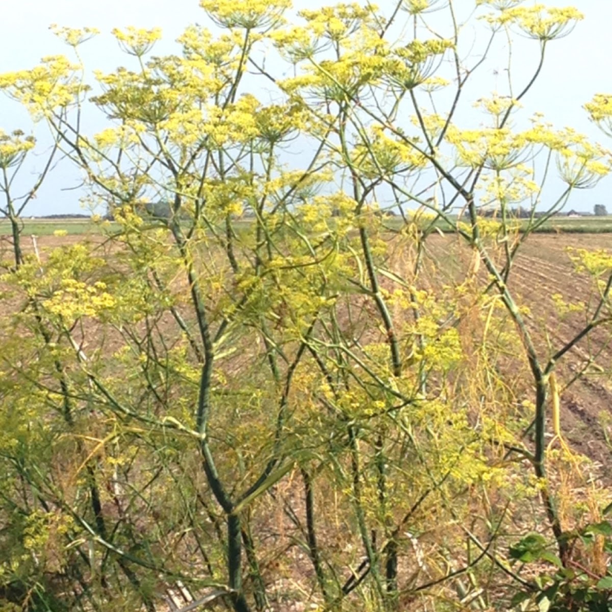 Fennel