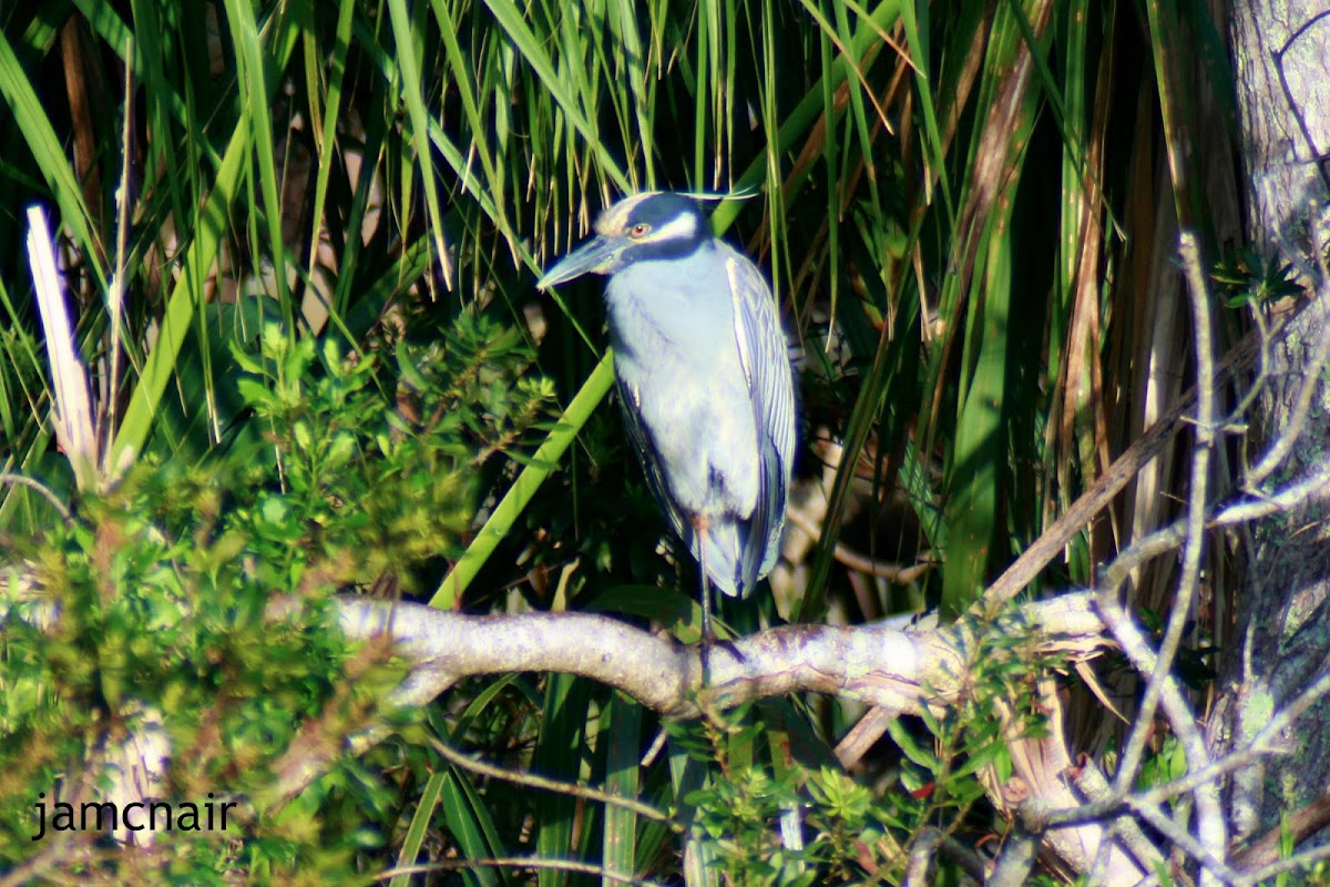 Yellow-crowned Night Heron