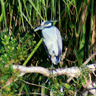 Yellow-crowned Night Heron