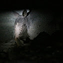 Nine-banded Armadillo