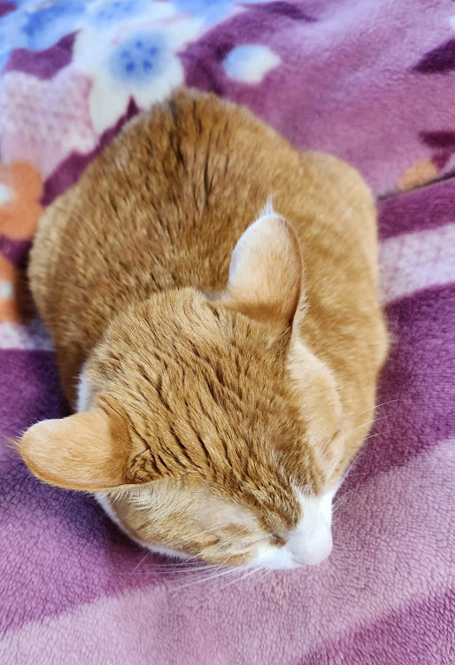RX-7の★14・スィーツ男子部(おじさん)・✨今日のはづき😸✨・宿題がいっぱいw(*´ཫ`*)・デデンネさんと遊ぼう( ´ ▽ ` )ﾉに関するカスタム事例の投稿画像25枚目