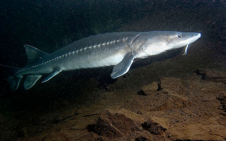 26. White Sturgeons (104 years)