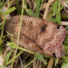 Large Yellow Underwing