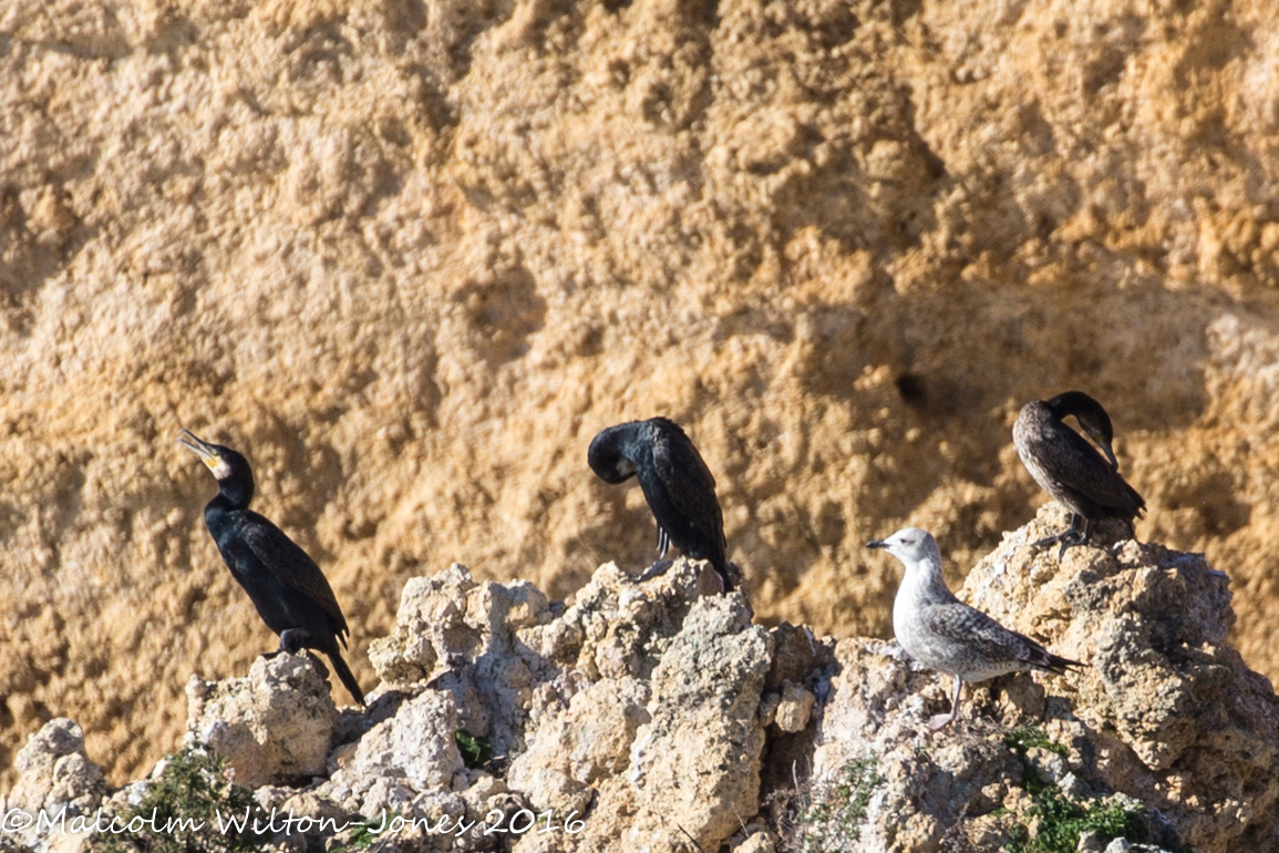 Cormorant; Cormoran Grande