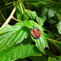 Discomorpha conspersipennis