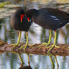 Common Gallinule