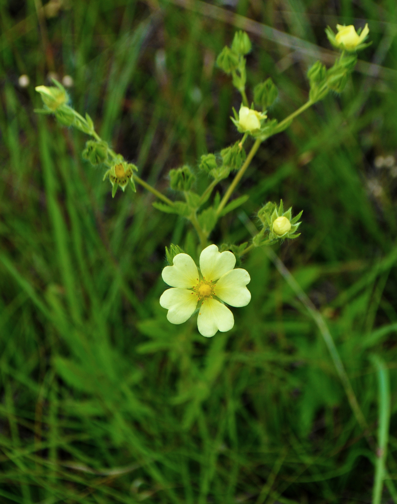 Sulphur Cinquefoil