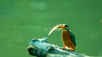 Azure kingfisher (Alcedo azurea) by Rashedul Tarek -   ( common, bird, azure kingfisher (alcedo azurea), animal, kingfisher )