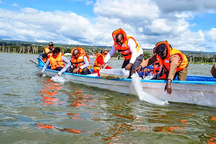 Nakuru county fisheries officials restocking 150,000 fingerlings in Lake Naivasha on Tuesday