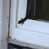 Stump-toed gecko