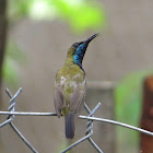 Olive-Backed Sunbird