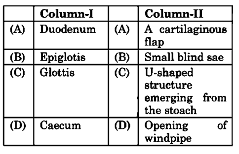 Human Digestive System