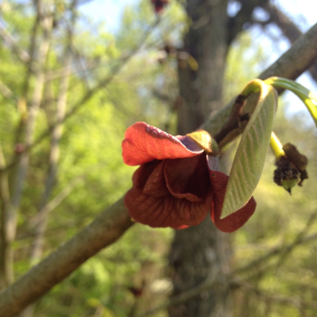 Common Paw Paw