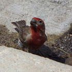 House Finch