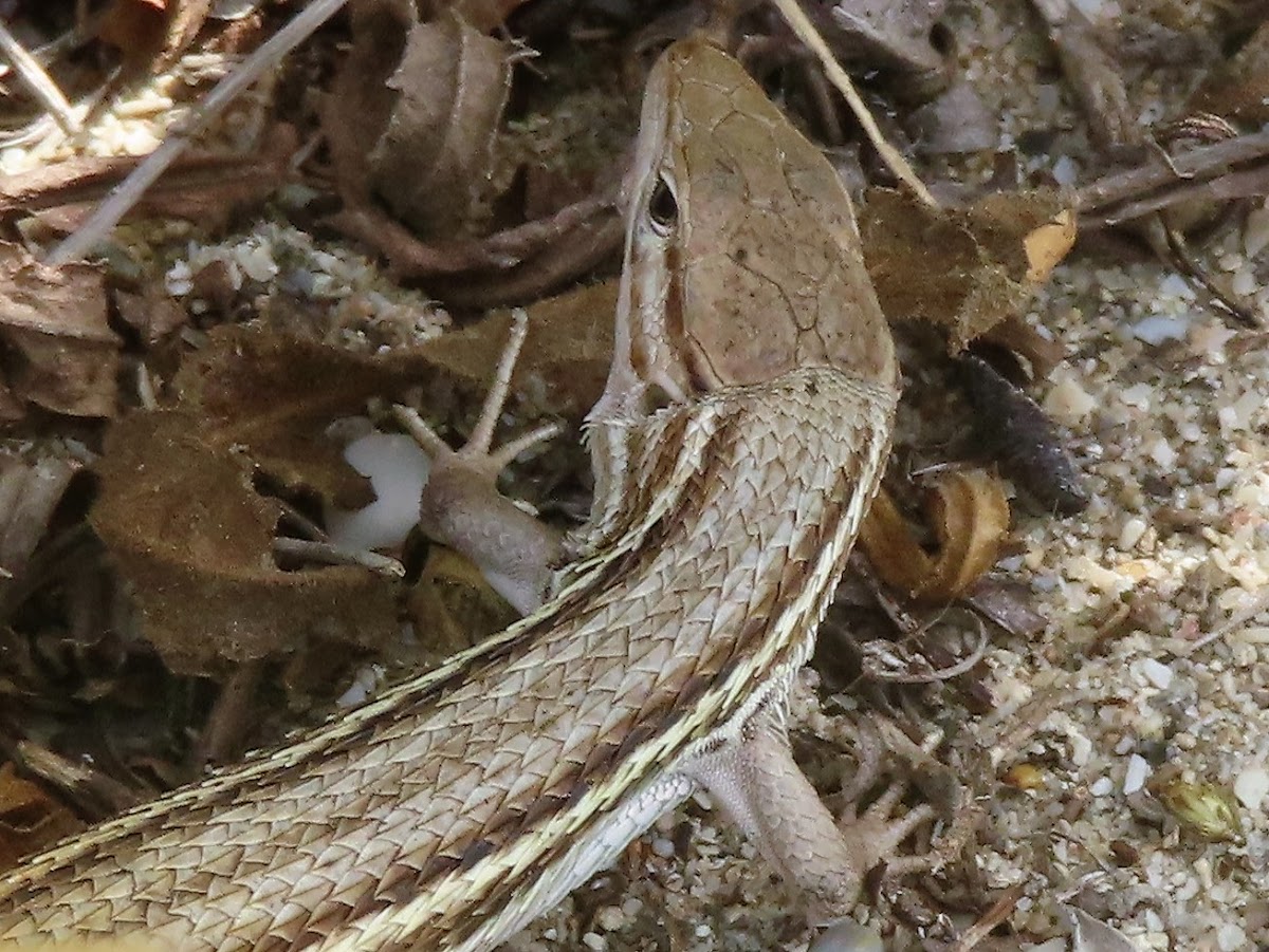 Iberian wall lizard. Lagartija ibérica