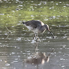 Black-tailed Godwit