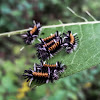 Milkweed Tussock Moth