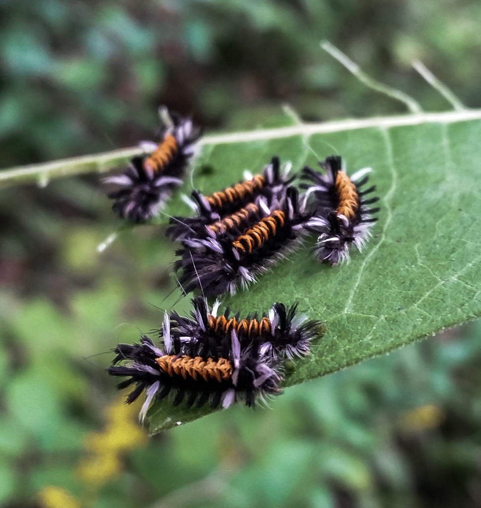 Milkweed Tussock Moth