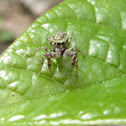 Peppered Jumper