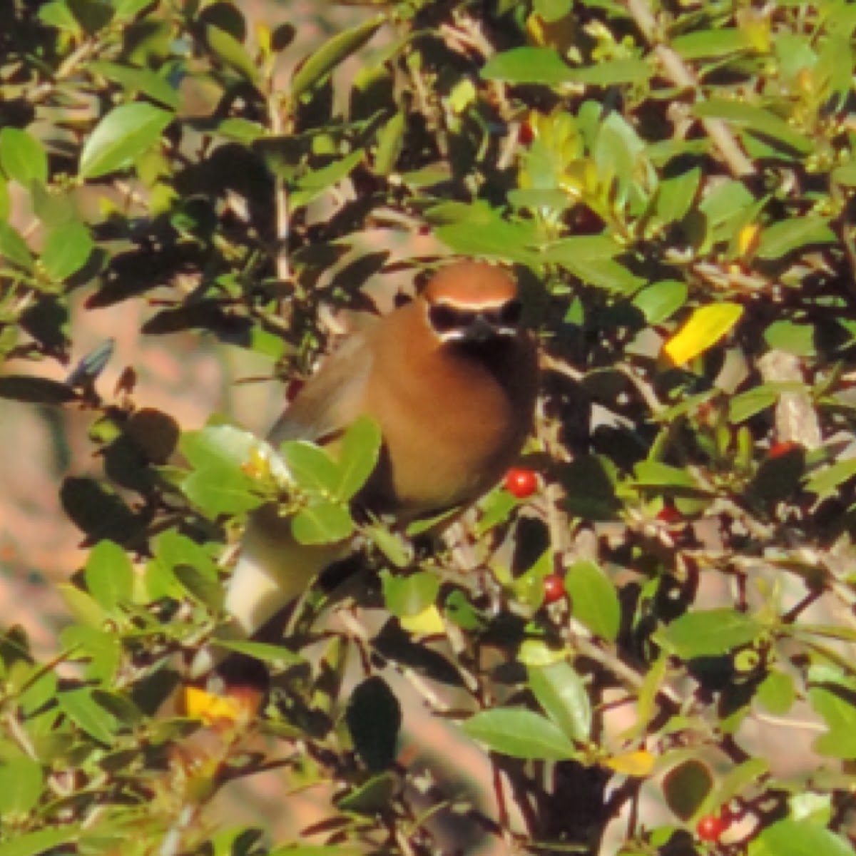 Cedar Waxwing