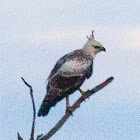 changeable hawk-eagle, marsh hawk-eagle, Indian crested hawk-eagle (juv)