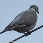 Woodpigeon