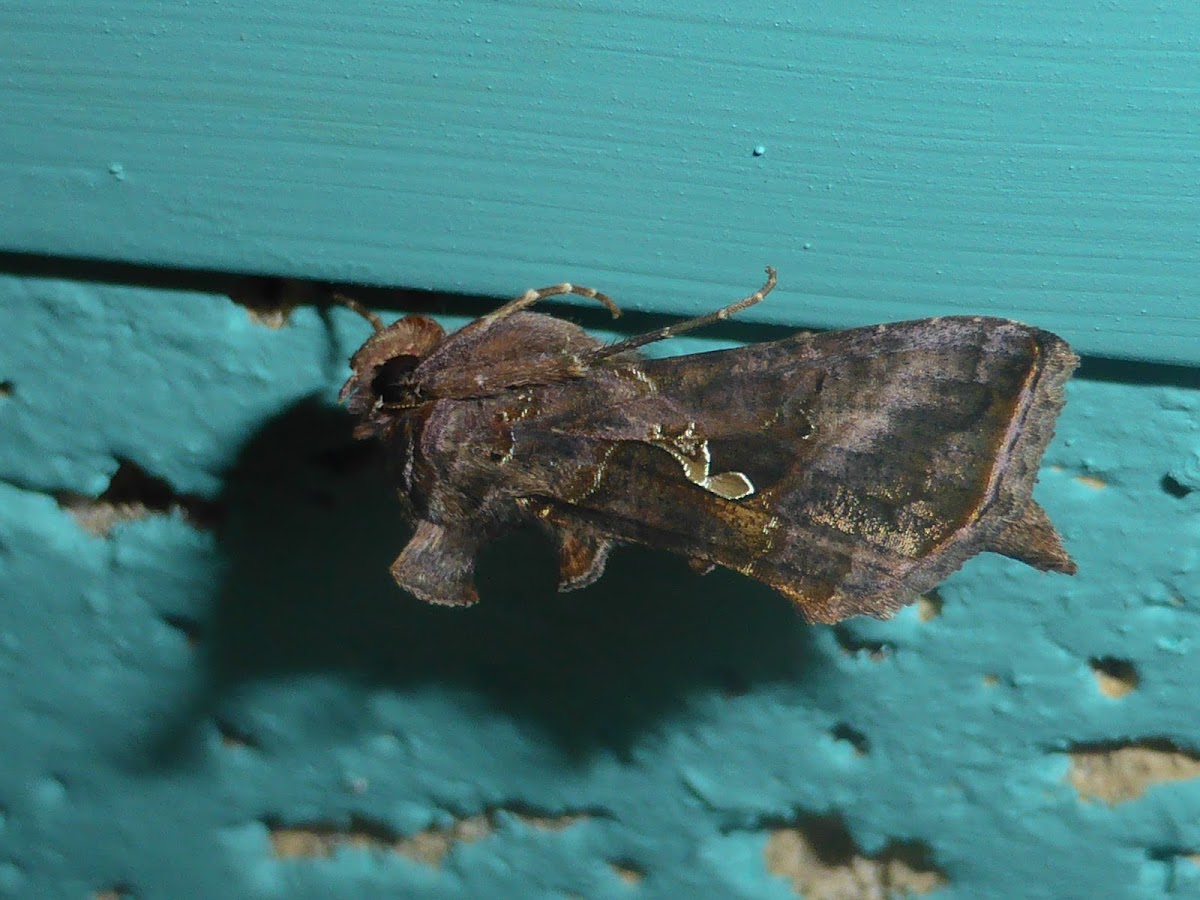 Common Looper Moth