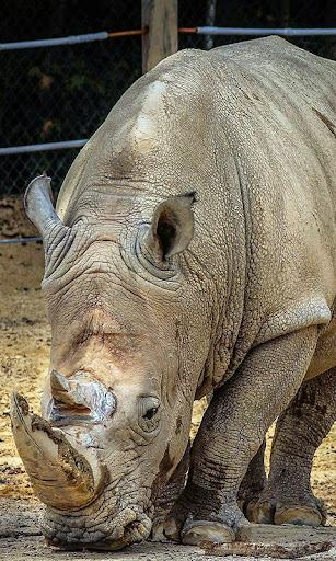 Rhinoceros Wallpaper