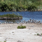 Sandwich Tern; Charrán Cabicinegra