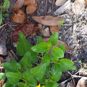 Beach Sunflower